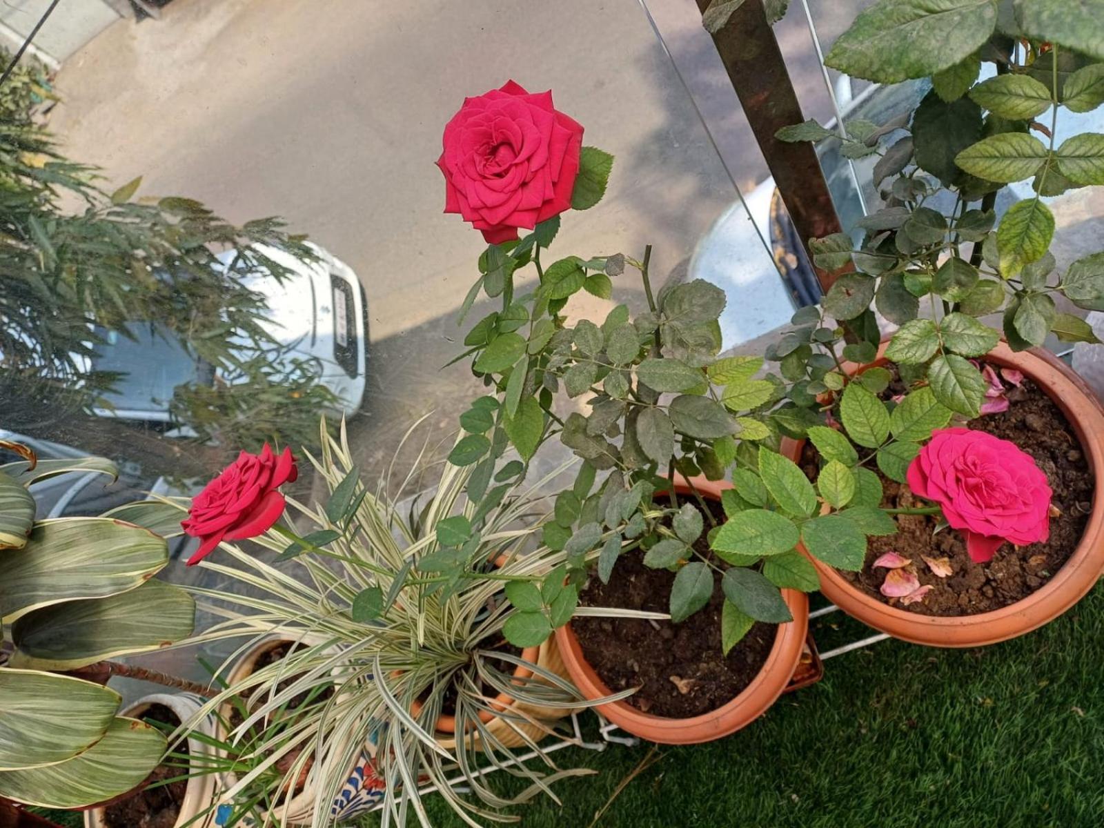 2Bhk Chandra Jyoti Villa Nit Garden Nagpur Esterno foto