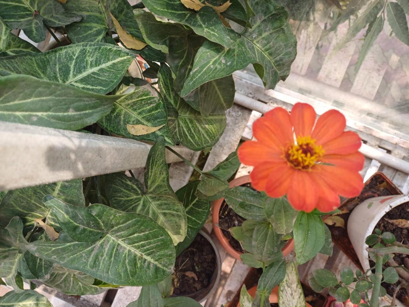 2Bhk Chandra Jyoti Villa Nit Garden Nagpur Esterno foto